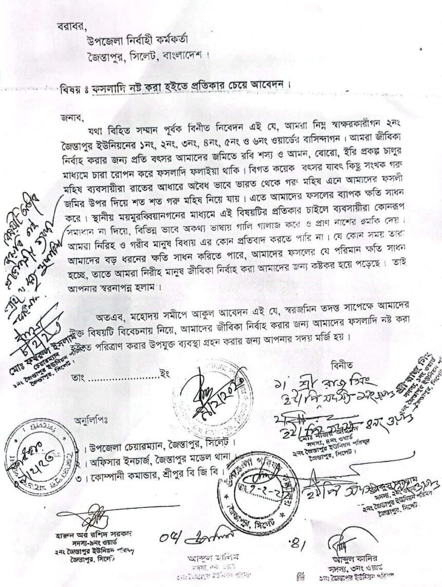 জৈন্তাপুরে জমির ফসল নষ্ট করে দিচ্ছে চোরাই পথে আসা গরু-মহিষ 1 জৈন্তাপুরে জমির ফসল নষ্ট করে দিচ্ছে চোরাই পথে আসা গরু-মহিষ - Surma Times | Sylhet News