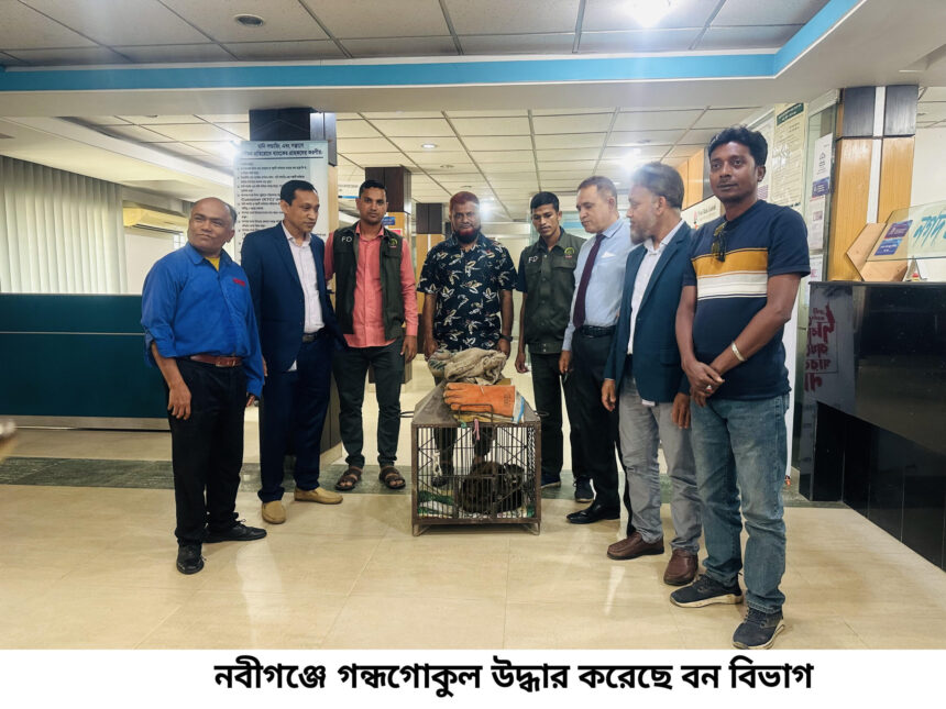 নবীগঞ্জে বিলুপ্ত প্রজাতির প্রাণী গন্ধ গোকুল উদ্ধার 1 নবীগঞ্জে বিলুপ্ত প্রজাতির প্রাণী গন্ধ গোকুল উদ্ধার - Surma Times | Sylhet News