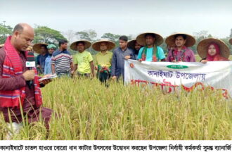 বাম্পার ফলন হওয়ায় কৃষকরা খুশি কানাইঘাটে বোরো ধান কাটার উৎসবের উদ্বোধন - Surma Times | Sylhet News