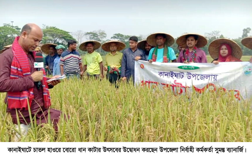 বাম্পার ফলন হওয়ায় কৃষকরা খুশি কানাইঘাটে বোরো ধান কাটার উৎসবের উদ্বোধন - Surma Times | Sylhet News