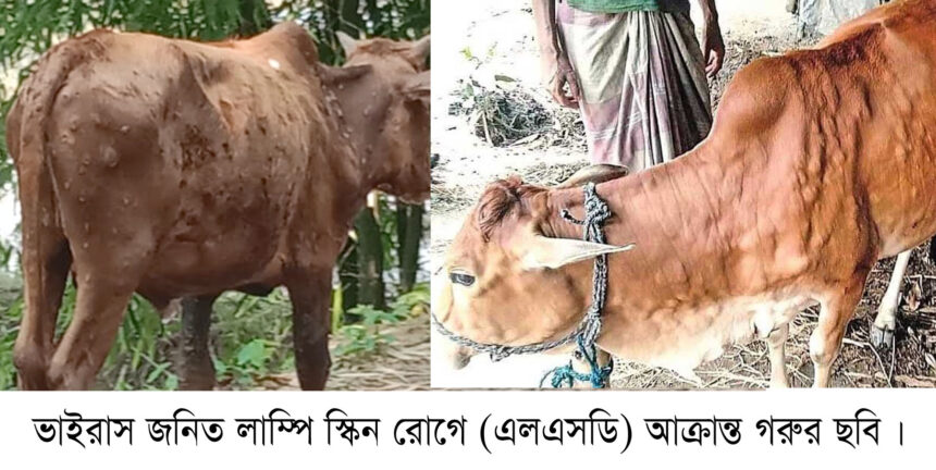কানাইঘাটে ভাইরাস জনিত রোগে মারা গেছে কয়েক’শ গরু, আক্রান্ত শত শত - Surma Times | Sylhet News