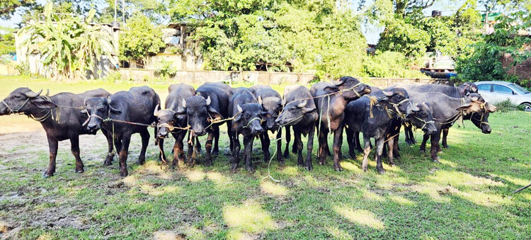 গোয়াইনঘাট পুলিশের অভিযানে ১৪ টি ভারতীয় মহিষ উদ্ধার - Surma Times | Sylhet News