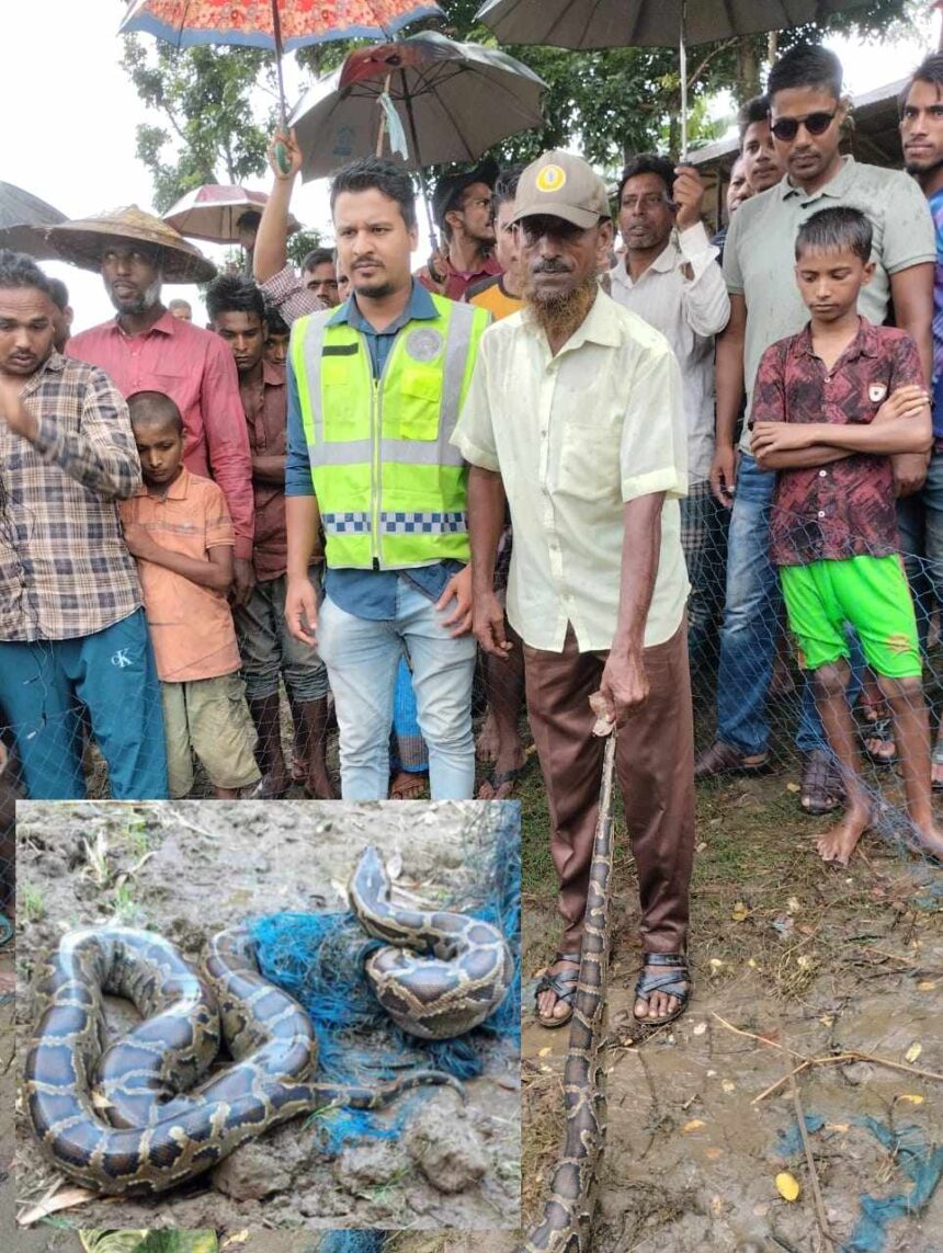 সিলেট জেলা পুলিশের তৎপরতায় গোয়াইনঘাটে উদ্ধারকৃত বিশাল আকৃতির অজগর সাপ ফিরে গেলো প্রকৃতির নিরাপদ আশ্রয় 1 সিলেট জেলা পুলিশের তৎপরতায় গোয়াইনঘাটে উদ্ধারকৃত বিশাল আকৃতির অজগর সাপ ফিরে গেলো প্রকৃতির নিরাপদ আশ্রয় - Surma Times | Sylhet News