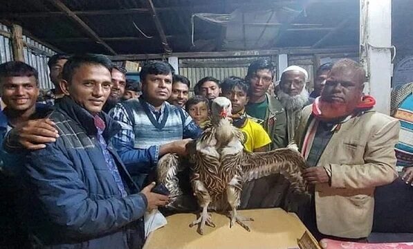 নির্বাচনী প্রচারণায় জীবন্ত প্রাণি, উদ্ধার করল বন বিভাগ - Surma Times | Sylhet News