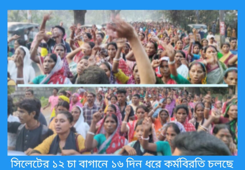 সিলেটের ১২ চা বাগানে ১৬ দিন ধরে কর্মবিরতি চলছে 1 সিলেটের ১২ চা বাগানে ১৬ দিন ধরে কর্মবিরতি চলছে - Surma Times | Sylhet News