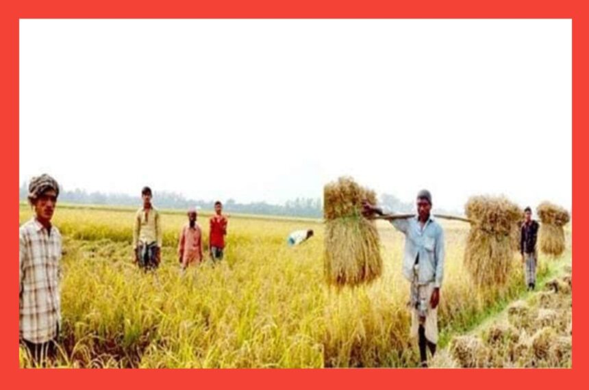 আজ পহেলা অগ্রহায়ণ, নবান্ন উৎসব 1 আজ পহেলা অগ্রহায়ণ, নবান্ন উৎসব - Surma Times | Sylhet News