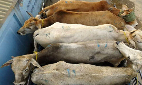সিলেটে ভারতীয় গরুসহ আটক ১ - Surma Times | Sylhet News