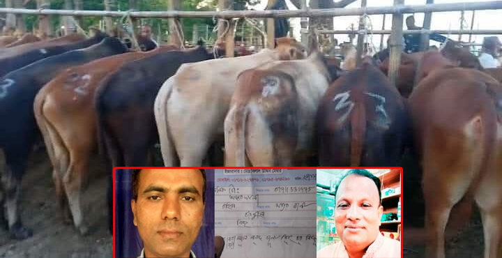 চোরাই গরুর নিরাপদ স্থান গোয়াইনঘাটের তোয়াকুল বাজার : নির্বিকার স্থানীয় প্রশাসন 1 চোরাই গরুর নিরাপদ স্থান গোয়াইনঘাটের তোয়াকুল বাজার : নির্বিকার স্থানীয় প্রশাসন - Surma Times | Sylhet News