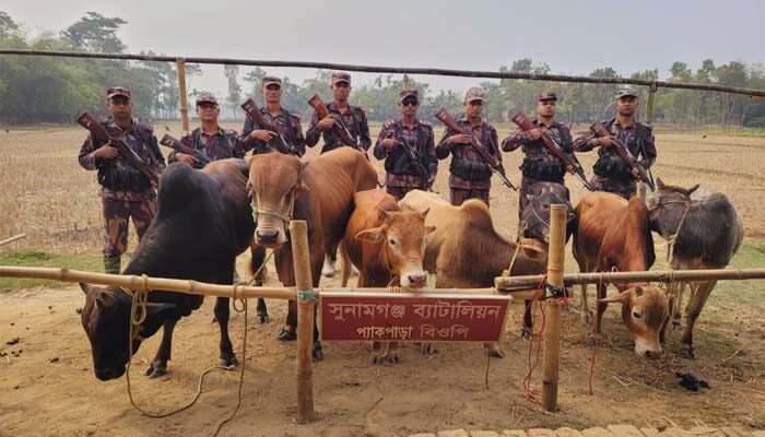 সুনামগঞ্জে ভারতীয় গরুর চালান আটক 1 সুনামগঞ্জে ভারতীয় গরুর চালান আটক - Surma Times | Sylhet News
