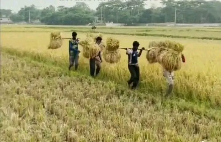 হাকালুকি হাওরে ধান কাটার মহোৎসব 1 হাকালুকি হাওরে ধান কাটার মহোৎসব - Surma Times | Sylhet News