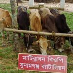 মধ্যনগরের মহিষখলায় ভারতীয় গবাদিপশুর চালান জব্দ 4 মধ্যনগরের মহিষখলায় ভারতীয় গবাদিপশুর চালান জব্দ - Surma Times | Sylhet News