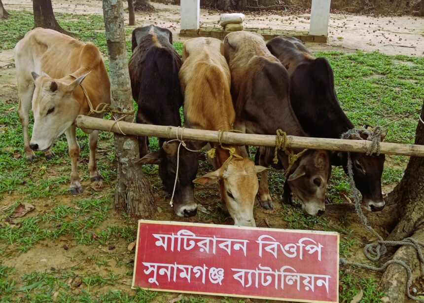 মধ্যনগরের মহিষখলায় ভারতীয় গবাদিপশুর চালান জব্দ 1 মধ্যনগরের মহিষখলায় ভারতীয় গবাদিপশুর চালান জব্দ - Surma Times | Sylhet News