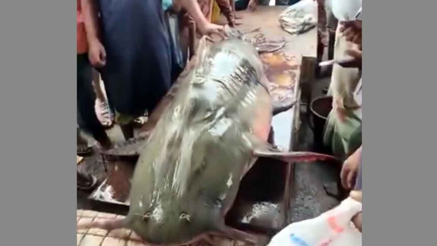 সিলেটে ১৮২ কেজির মহাবিপন্ন বাঘাইড় - Surma Times | Sylhet News