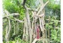 ‘শিরক’ আখ্যা দিয়ে কাটা হলো শতবর্ষী বটগাছ