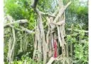 ‘শিরক’ আখ্যা দিয়ে কাটা হলো শতবর্ষী বটগাছ