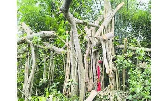 ‘শিরক’ আখ্যা দিয়ে কাটা হলো শতবর্ষী বটগাছ 1 ‘শিরক’ আখ্যা দিয়ে কাটা হলো শতবর্ষী বটগাছ - Surma Times | Sylhet News