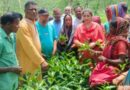 অবশেষে কাজে ফিরলেন সিলেটের চা-শ্রমিকরা