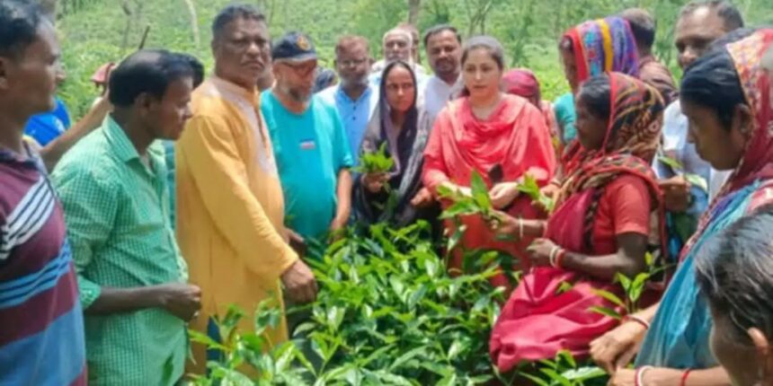 অবশেষে কাজে ফিরলেন সিলেটের চা-শ্রমিকরা - Surma Times | Sylhet News