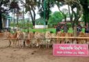 সিলেটে ফের দেড় কোটি টাকার ভারতীয় চোরাই পণ্য জব্দ