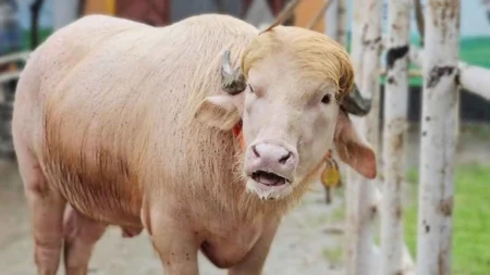 নারায়ণগঞ্জের ‘ডোনাল্ড ট্রাম্প