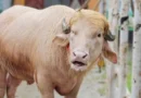 নারায়ণগঞ্জের ‘ডোনাল্ড ট্রাম্প’ এখন বিশ্বমিডিয়ার শিরোনামে