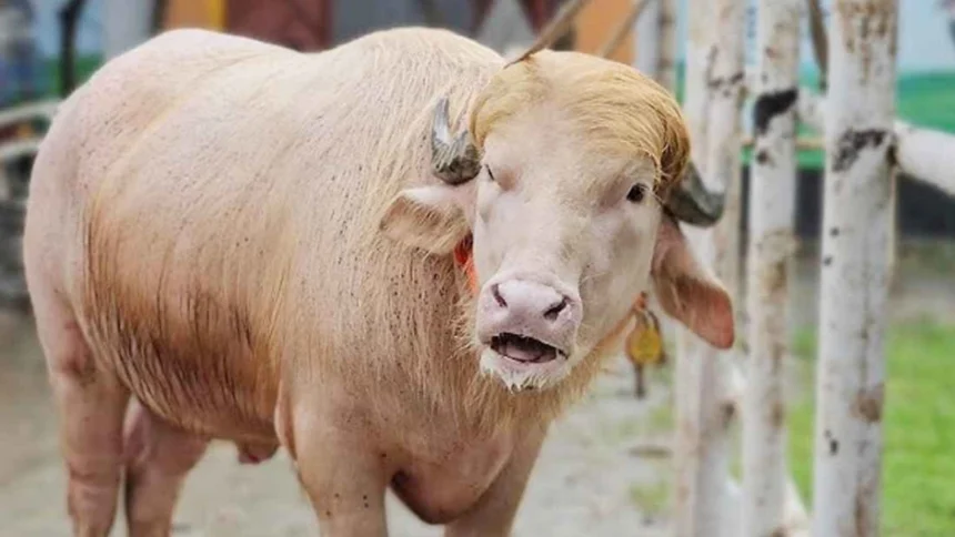 নারায়ণগঞ্জের ‘ডোনাল্ড ট্রাম্প’ এখন বিশ্বমিডিয়ার শিরোনামে 1 নারায়ণগঞ্জের ‘ডোনাল্ড ট্রাম্প’ এখন বিশ্বমিডিয়ার শিরোনামে - Surma Times | Sylhet News