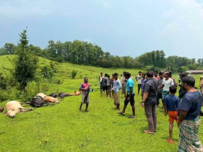জুড়ীতে বজ্রপাতে ১৪টি গবাদিপশুর মৃত্যু