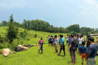 জুড়িতে বজ্রপাতে ১৪টি গবাদিপশুর মৃত্যু, চা শ্রমিক পরিবারের আর্থিক সংকট - Surma Times | Sylhet News