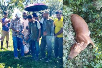 সিলেটের শ্রীপুর চা বাগানে বাঘ আতঙ্ক, তিন গরু নিহত - Surma Times | Sylhet News
