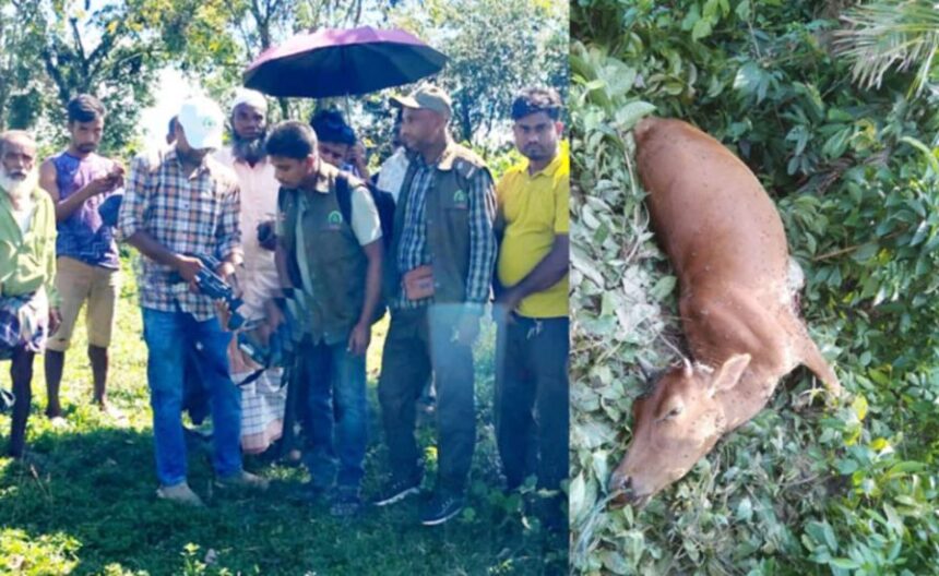 সিলেটের শ্রীপুর চা বাগানে বাঘ আতঙ্ক, তিন গরু নিহত 1 সিলেটের শ্রীপুর চা বাগানে বাঘ আতঙ্ক, তিন গরু নিহত - Surma Times | Sylhet News