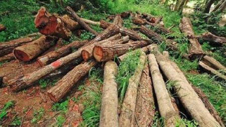 চুনারুঘাটে রাতের আঁধারে গাছ উজাড়, রাজনৈতিক ছত্রছায়ার অভিযোগ - Surma Times | Sylhet News