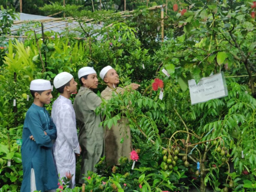 সিলেট বিভাগীয় বৃক্ষমেলার আকর্ষণ লক্ষ টাকার ফলজ গাছ 'রামবুতান' 1 সিলেট বিভাগীয় বৃক্ষমেলার আকর্ষণ লক্ষ টাকার ফলজ গাছ 'রামবুতান' - Surma Times | Sylhet News