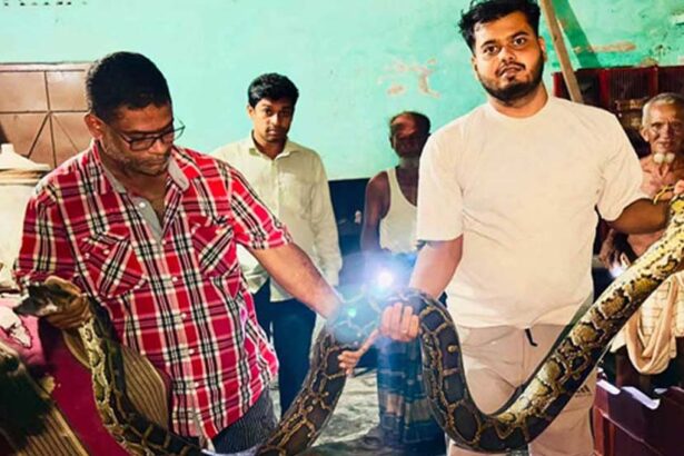 শ্রীমঙ্গলে খাটের নিচে ১৬ ফুট অজগর, আতঙ্কের রাত শেষে নিরাপদে উদ্ধার 2 শ্রীমঙ্গলে খাটের নিচে ১৬ ফুট অজগর, আতঙ্কের রাত শেষে নিরাপদে উদ্ধার - Surma Times | Sylhet News